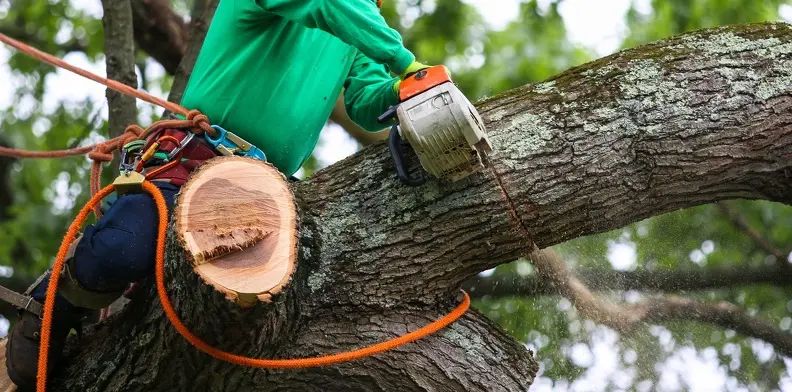How Professional Tree Trimming Helps Prevent Tree Diseases Vineland, NJ 08361 How Professional Tree Trimming Helps Prevent Tree Diseases Vineland, NJ 08361