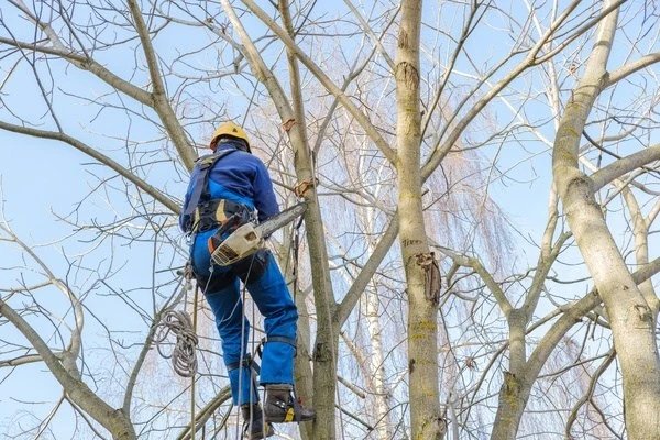 Tree Trimming in Vineland, NJ 08361